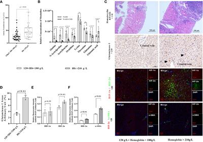 Hypoxia-inducible factor-2α promotes fibrosis in non-alcoholic fatty liver disease by enhancing glutamine catabolism and inhibiting yes-associated protein phosphorylation in hepatic stellate cells